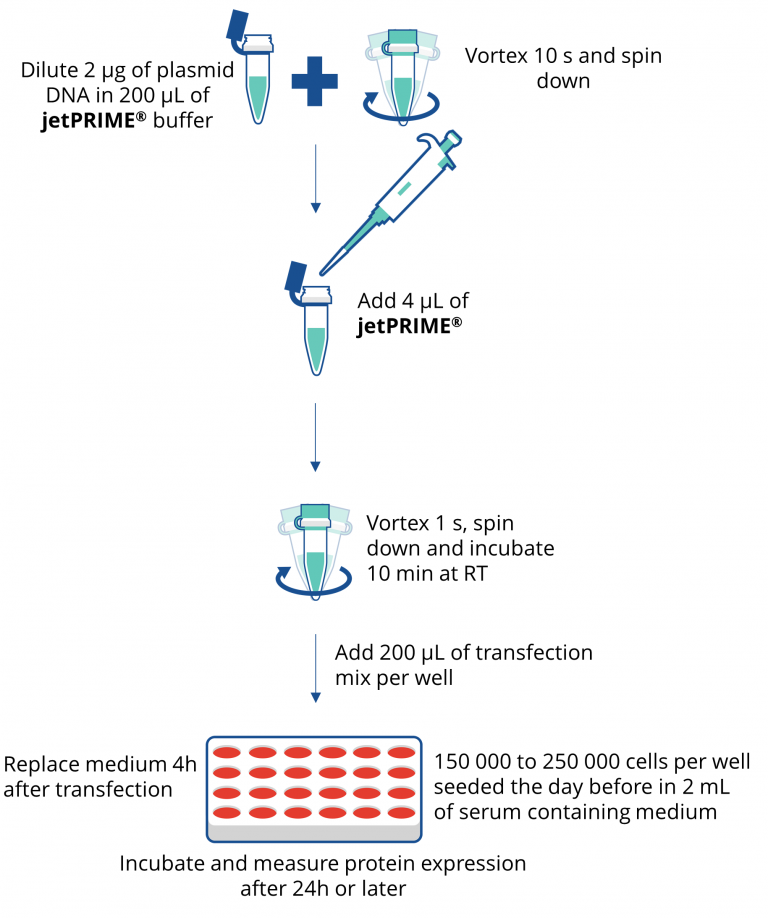 jetPRIME® 通用型DNA/siRNA轉(zhuǎn)染試劑protocol