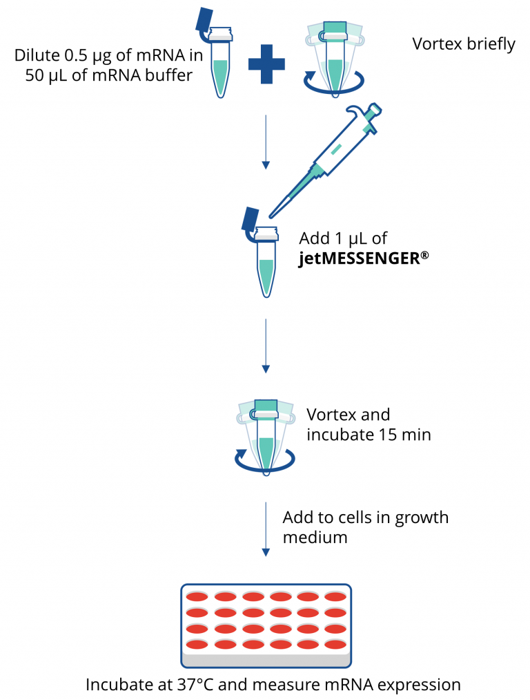 jetMESSENGER®难转染细胞的mRNA转染试剂流程图