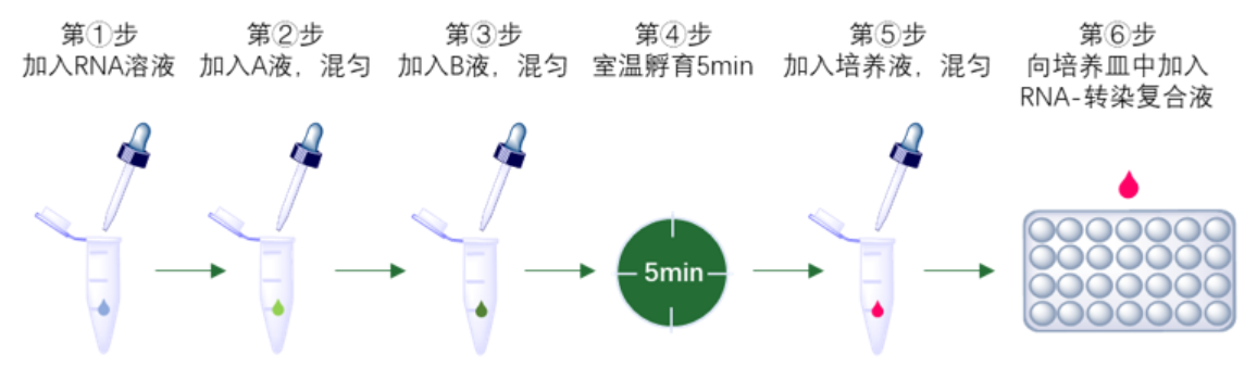 RNAi转染试剂(DN001)实验流程