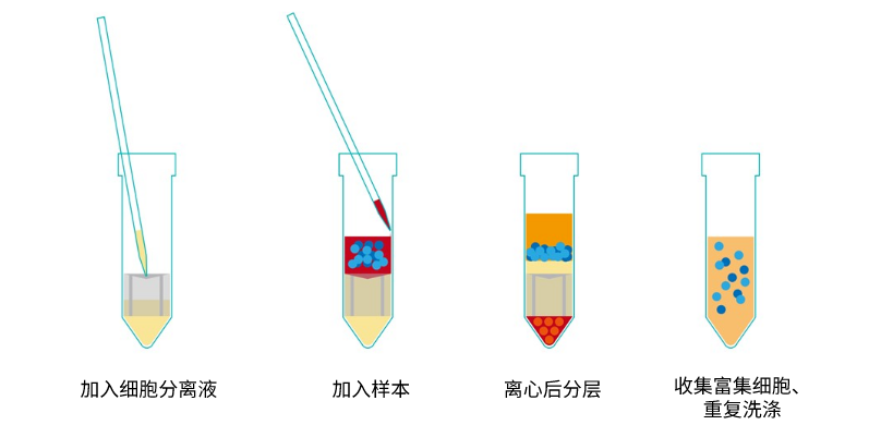 NEST外周血淋巴细胞分离管的使用方法