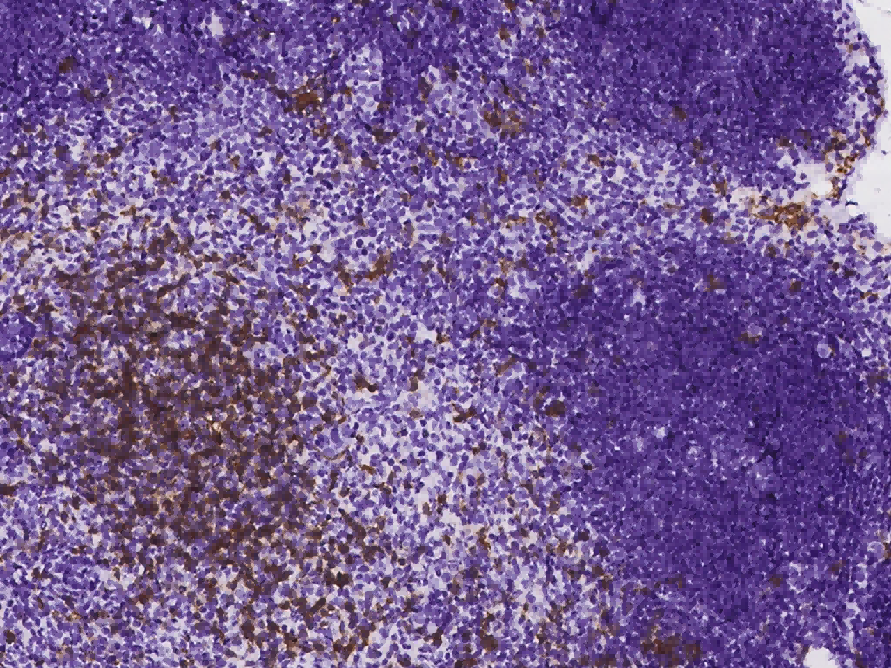 1:300稀释度的兔单克隆抗体免疫染色图