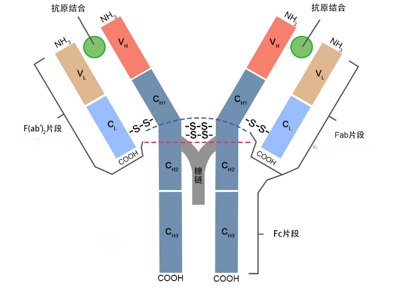 抗体特异性